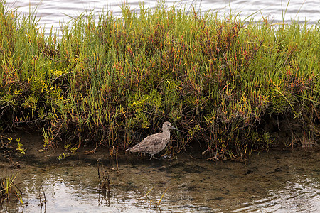 漂浮在海边的鸟儿 利摩萨费多亚水禽湿地饲料沼泽图片