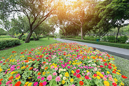 丰富多彩的花花花园装饰品环境花园阳光植物黄色种植园跑道红色通道图片