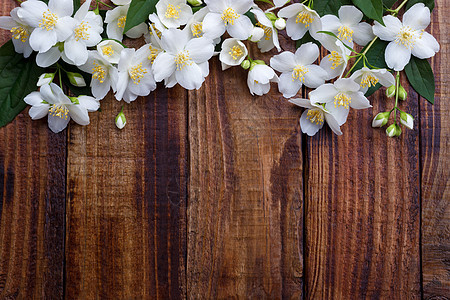白茉花花季节季节性生日白色植物群荒野茉莉花花瓣花店明信片图片