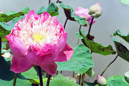 粉水百合花瓣花头粉色池塘花卉水生植物睡莲植物热带叶子图片