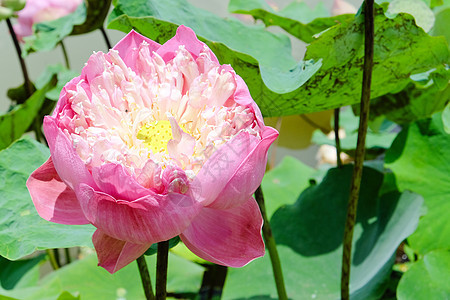 粉水百合睡莲花头粉色花瓣热带植物学荷花水生植物叶子池塘图片