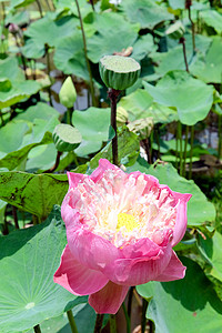 粉水百合花卉睡莲花头摄影植物学热带植物紫色粉色花瓣图片