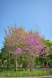 锡基硅树Judas树花园城堡紫色花盆硅藻公园草地紫荆大树紫丁香图片