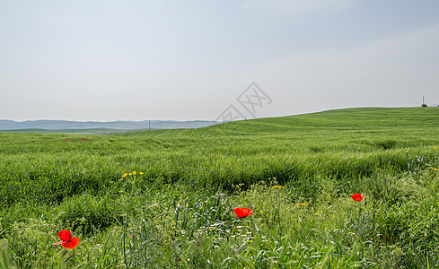 绿草地爬坡生长生态公园植物群国家场景农场环境地平线图片