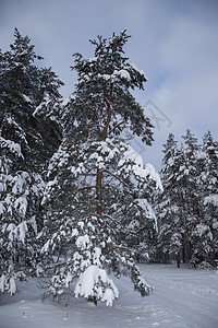 寒冷的俄罗斯冬季公园森林城市旅行天气风景场景荒野季节林地图片
