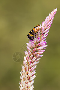 在自然背景的花上粘贴蜜蜂图像 昆虫 Animm植物草地漏洞植物群花园花瓣场地生活动物蜂蜜图片