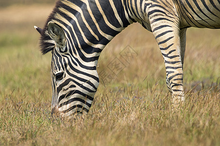 在自然背景上食草的斑马图像 野生动物公园国家场地探险家博物亚种相机哺乳动物草原时间图片