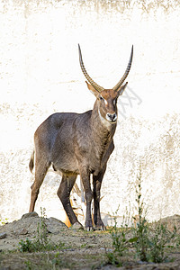 一只羚羊站在自然背景上看着的影像 野生动物场地女性栖息地公园濒危鬃毛生态衬套食草国家图片