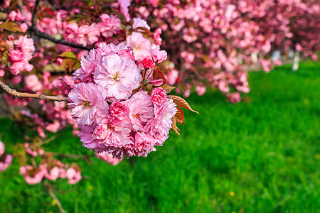 草上方的粉红樱花植物群小路文化草地玫瑰天空植物花园公园大街图片