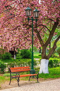 长椅和灯笼旁的粉红花朵树天空大街胡同植物群草地花园玫瑰风景季节植物图片