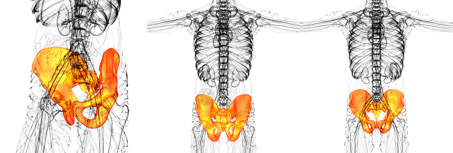 3D 提供骨盆骨骼医学插图软骨股骨渲染医疗3d关节密度子宫图片
