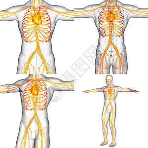 3D 为人体血管系统提供医学说明的医学证明图片