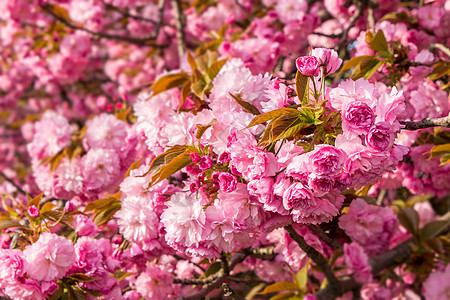 粉红色花朵 面上模糊背景的樱花植物花园植物群风景文化乡村粉色大街绿色胡同图片