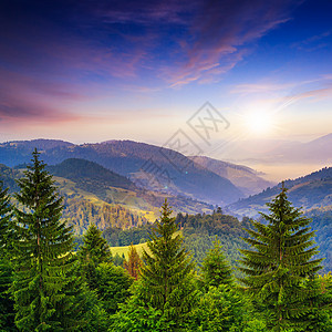 山中山谷附近的松树和山丘上的夏林图片