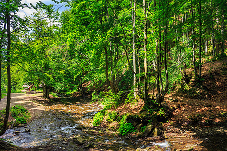 带石块和苔的森林河流环境瀑布苔藓公园叶子溪流石头荒野岩石流动图片