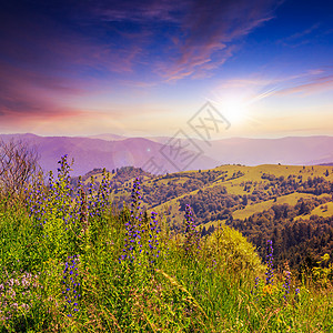 日落时山顶高山顶的高原野植物场地农村光束蓝色丘陵场景射线太阳植物群天空图片