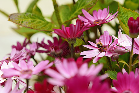 粉红色非洲小蜜蜂授粉图片