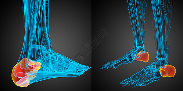 3d 医学上展示了大口径的骨骼健康痛苦创伤骨科痛风跟骨病人风湿3d渲染图片