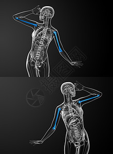 3d 提供人体骨的医学插图蓝色身体电脑手臂黑色解剖学骨头生物学渲染艺术图片