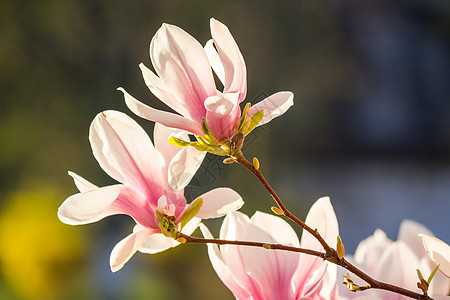 模糊背景的木兰花公园阳光花园晴天花瓣植物群植物学生活植物季节图片