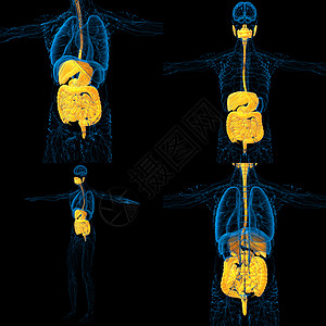 3d 为人类消化系统提供医学说明2d腹部胰腺胆囊膀胱解剖学腹痛图片