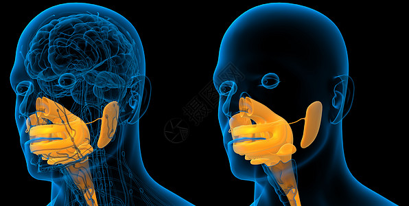 3d 为人类消化系统提供医学说明2d腹痛胰腺膀胱解剖学胆囊腹部图片