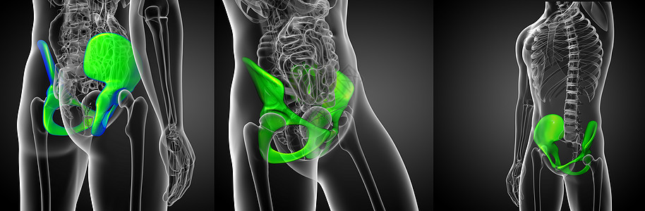 3d 提供骨盆骨骼医学插图软骨子宫关节密度医疗股骨3d渲染图片