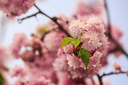 粉红色花朵季节风景植物公园玫瑰小路花园文化草地植物群图片