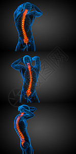 3d 提供人体脊椎医学插图骨干椎骨骨头腰椎胸椎骨骼颈椎病渲染背痛骶骨图片