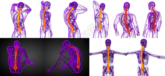3d 提供人体脊椎医学插图椎骨骨骼解剖学背痛胸椎腰椎骶骨生物学医疗颈椎病图片
