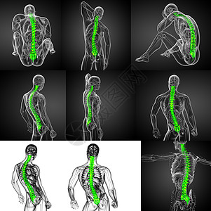 3d 提供人体脊椎医学插图骨骼医疗胸椎骶骨骨头解剖学颈椎病骨干腰椎背痛图片