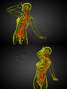 3d 提供人体脊椎医学插图医疗解剖学生物学渲染骨头骨干骶骨胸椎颈椎病椎骨图片