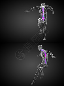 3d 提供人体脊椎医学插图渲染椎骨生物学解剖学骨头3d胸椎骨干骨骼医疗图片