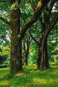 在树荫下 以林为护林者白色衬套场景乡村绿色阳光植物公园木头晴天背景图片