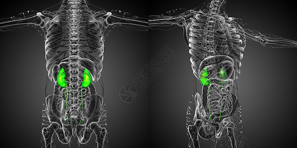 3d 提供人体肾的医学说明器官科学胸部蓝色尿液腹部身体输尿管膀胱尿道图片
