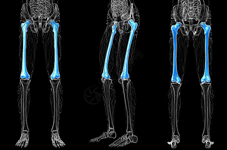 3d 提供大腿骨的医学插图股骨骨骼骨盆3d坐骨指骨颅骨膝盖腓骨髌骨图片