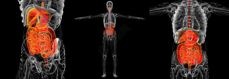 3d 为人类消化系统提供医学说明2d解剖学3d膀胱胰腺胆囊腹部腹痛渲染图片