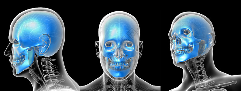 3D为人体头骨提供医学插图图片