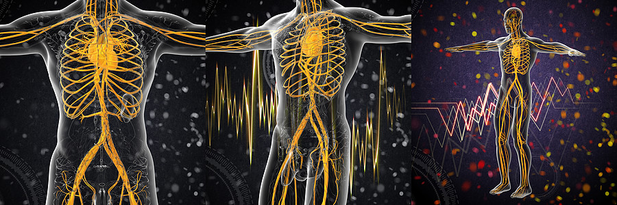 3d 为人体血管系统提供医学说明 第3d条解剖学3d科学动脉渲染医疗图片