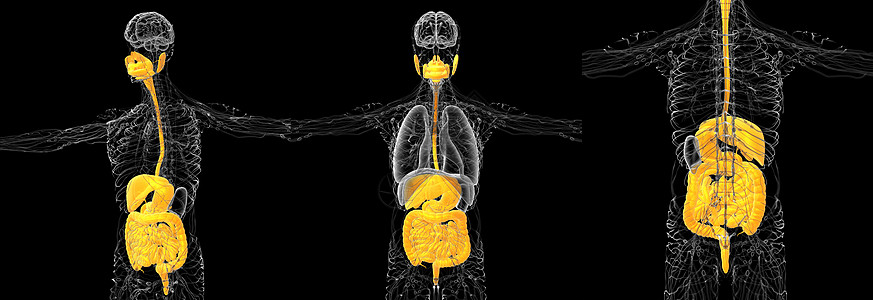 3d 为人类消化系统提供医学说明2d胰腺3d腹部渲染解剖学膀胱腹痛胆囊图片