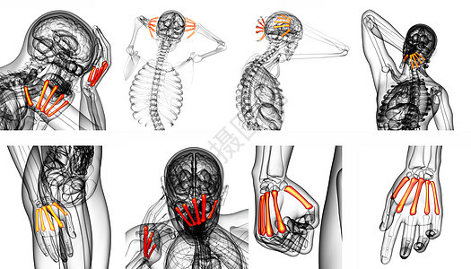 3d 提供代形骨骼医学插图手腕指骨掌骨风湿病渲染垃圾肌腱方阵3d手指背景图片