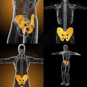 3d 提供骨盆骨骼医学插图股骨子宫密度3d渲染软骨关节图片