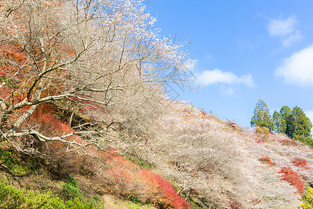 名古屋 秋天的世界薄雾植物群旅行游客花园红叶观光旅游木头图片