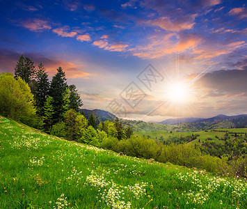 日落时山坡上山丘山谷附近的松树森林戏剧性旅行环境植物太阳射线农村阳光季节图片