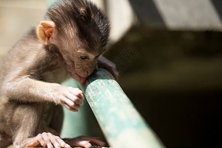 印度尼西亚巴厘乌布德猴林的幼小婴儿猴子头发香蕉家庭猕猴母亲乌布荒野灵长类旅行动物图片