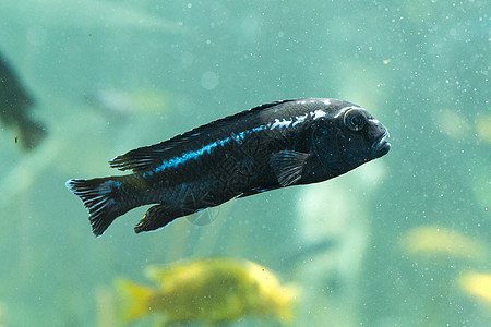 水中鱼类的图像 印度尼西亚巴厘浅滩珊瑚生物蓝色潜水生活野生动物吉祥物多样性海洋图片