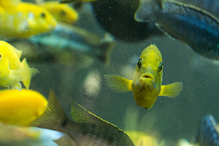 水中鱼类的图像 印度尼西亚巴厘野生动物环境生活阳光热带潜水多样性学校生物松鼠图片