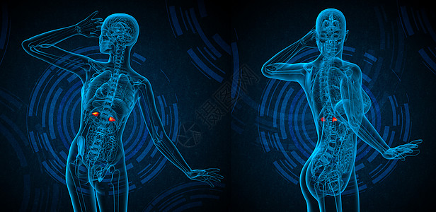 3d 提供肾上腺素医学插图尿液身体肾上腺尿道蓝色膀胱器官解剖学渲染腹部图片