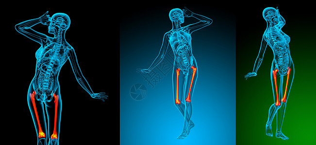 3d 提供大腿骨的医学插图坐骨指骨膝盖骨骼颅骨胫骨3d渲染股骨髌骨图片