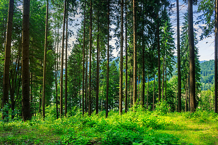 在树荫下 以林为护林者木头环境乡村植物阳光绿色场景公园空地草地图片